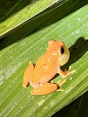 Dendropsophus ebraccatus