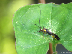 Thyrsophorinae