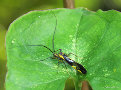 Thyrsophorinae