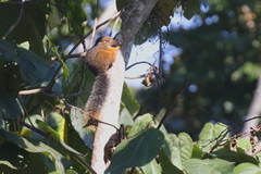 Paraxerus vexillarius