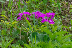 Primula sieboldii
