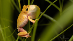 Hyperolius marginatus