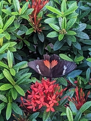 Heraclides anchisiades