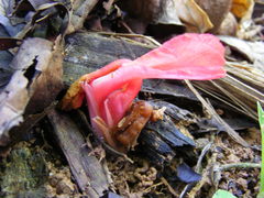 Etlingera