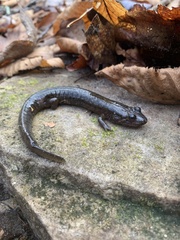 Desmognathus welteri