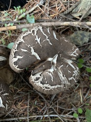 Jahnoporus hirtus