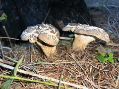 Jahnoporus hirtus