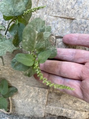 Amaranthus viridis