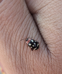 Alagoasa trifasciata