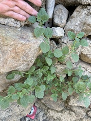 Forsskaolea tenacissima