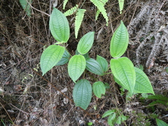 Miconia crenata