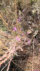 Lythrum californicum