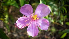 Melastoma malabathricum