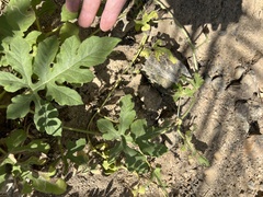 Citrullus colocynthis