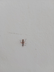 Sciomyzidae