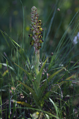 Pterygodium ingeanum