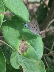 Pseudolycaena marsyas