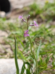 Chorispora tenella