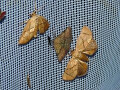 Phytometra viridaria