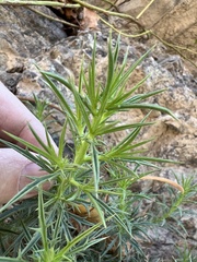 Eryngium creticum