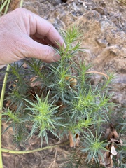 Eryngium creticum