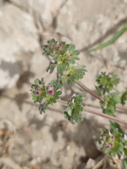Lamium amplexicaule orientale