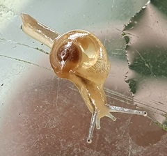 Helicarion perfragilis