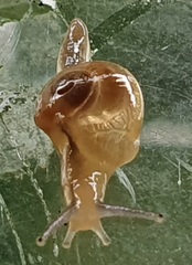 Helicarion perfragilis