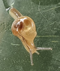 Helicarion perfragilis