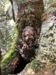 Cophyla grandis
