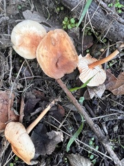 Gymnopus brassicolens