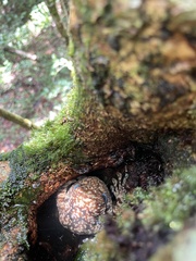 Cophyla grandis