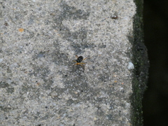 Cicindelinae