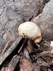 Gymnopus brassicolens