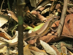 Eutropis multifasciata