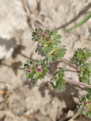 Lamium amplexicaule orientale