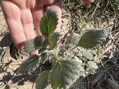 Forsskaolea tenacissima