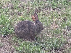 Pronolagus saundersiae