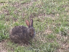 Pronolagus saundersiae