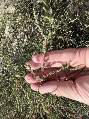 Caroxylon imbricatum
