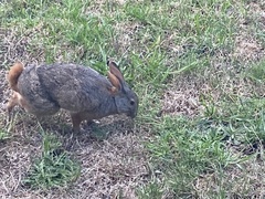 Pronolagus saundersiae