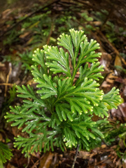 Selaginella intermedia