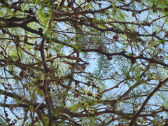 Microspingus torquatus