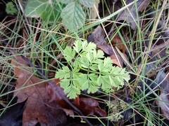Apiales