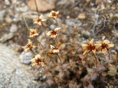 Saxifraga hispidula