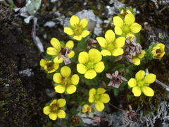 Saxifraga hispidula