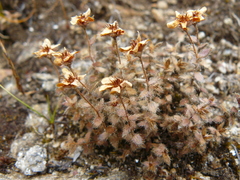 Saxifraga hispidula
