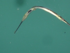 Syngnathus