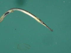 Ctenophora
