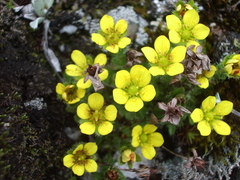 Saxifraga hispidula